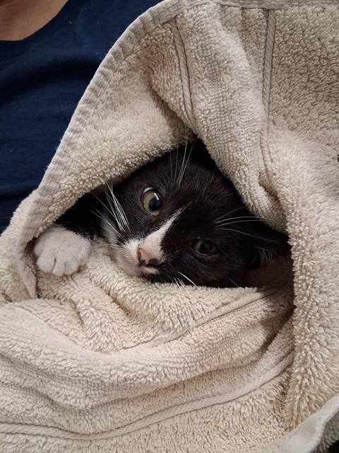 FLYNN