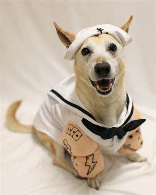 Frito, Terrier / Mixed (medium coat)