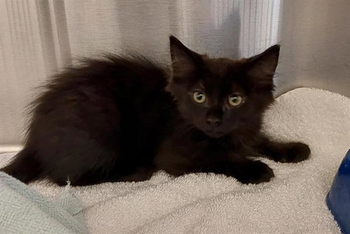 KENIA, Baby Domestic Short Hair (medium coat), cat for adoption in La Mesa, California