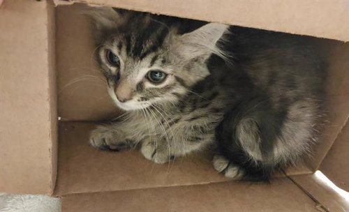 KIM, Baby Domestic Short Hair (medium coat), cat for adoption in La Mesa, California