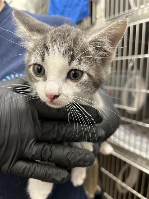 BOOMER, Baby Domestic Short Hair (medium coat), cat for adoption in La Mesa, California