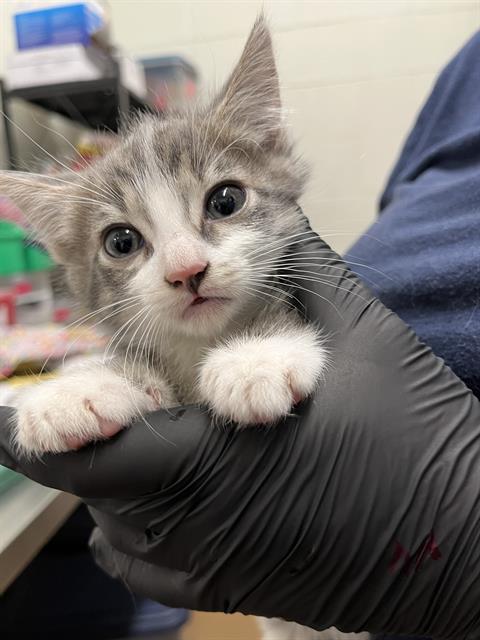STACEY, Baby Domestic Short Hair (medium coat), cat for adoption in La Mesa, California