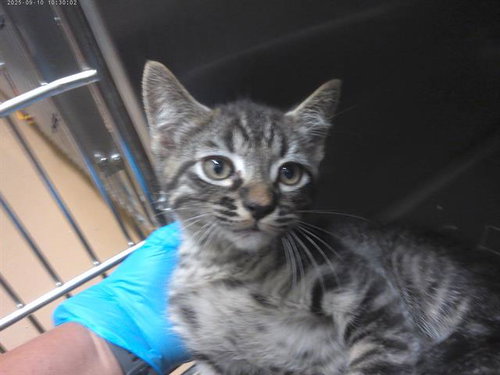 COLETRAIN, Baby Domestic Short Hair (medium coat), cat for adoption in La Mesa, California