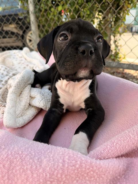 PUDDLE, an adoptable Boxer in Chula Vista, CA