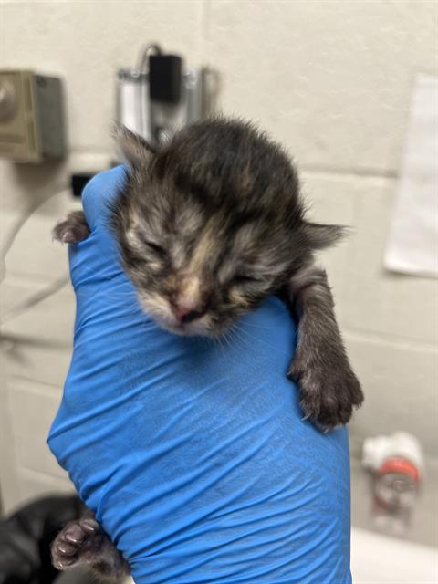 PANINI, Baby Domestic Short Hair (medium coat), cat for adoption in Oceanside, California