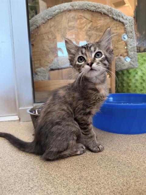 PANINI, Baby Domestic Short Hair (medium coat), cat for adoption in Encinitas, California