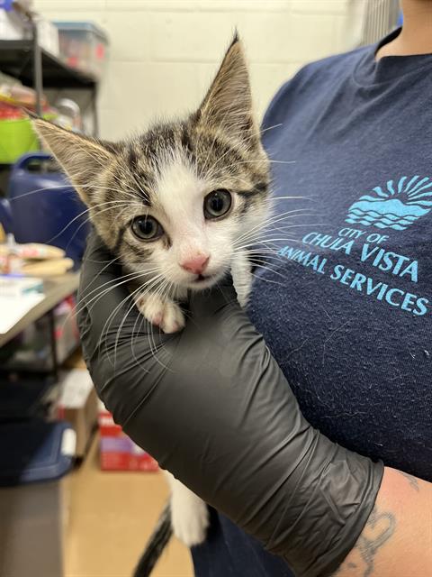 JIMMY NEUTRON, Baby Domestic Short Hair (medium coat), cat for adoption in Oceanside, California
