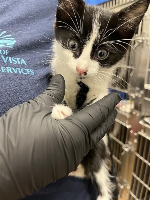 CARL WHEEZER, Baby Domestic Short Hair (medium coat), cat for adoption in Oceanside, California