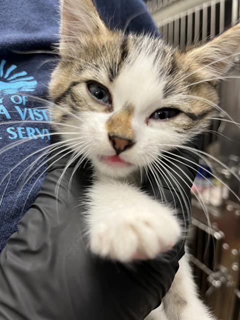 LIBBY FOLFAX, Baby Domestic Short Hair (medium coat), cat for adoption in Oceanside, California
