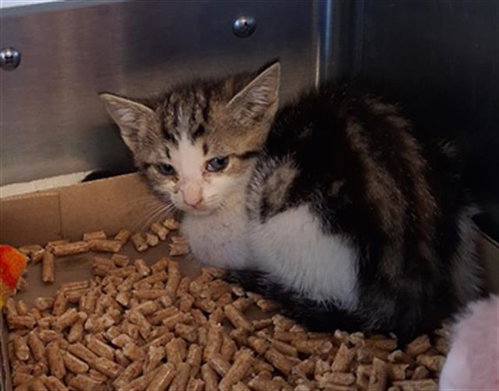 BMO, Baby Domestic Short Hair (medium coat), cat for adoption in Oceanside, California