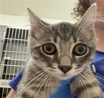 BARTOLOMEW, Baby Domestic Short Hair (medium coat), cat for adoption in Oceanside, California