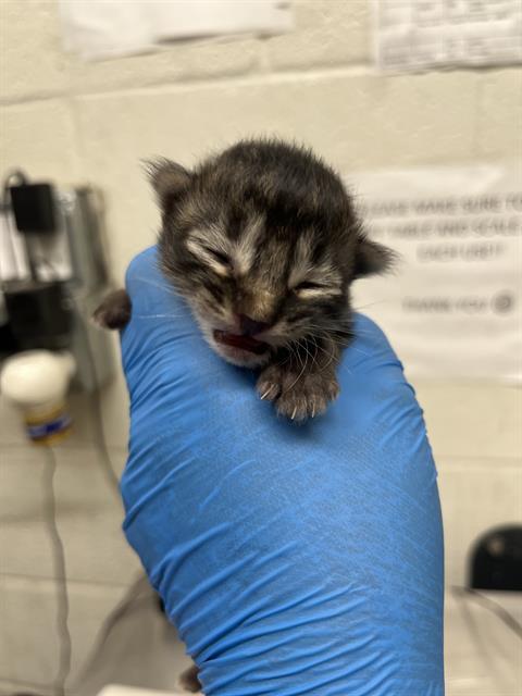 CHOWDER, Baby Domestic Short Hair (medium coat), cat for adoption in Oceanside, California