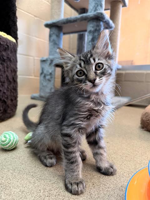 CHOWDER, Baby Domestic Short Hair (medium coat), cat for adoption in Encinitas, California
