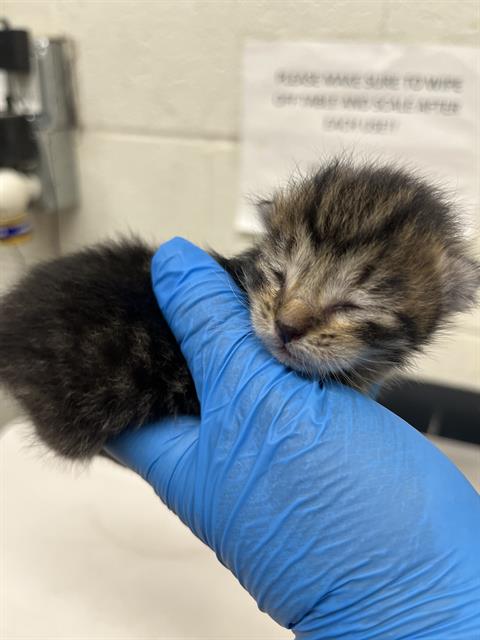 SHNITZEL, Baby Domestic Short Hair (medium coat), cat for adoption in Oceanside, California