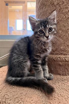 SHNITZEL, Baby Domestic Short Hair (medium coat), cat for adoption in Encinitas, California