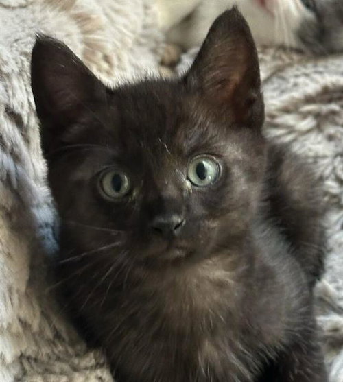 EENY, Baby Domestic Short Hair (medium coat), cat for adoption in Oceanside, California