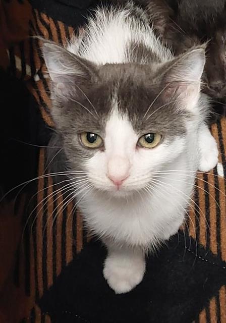 MEWLODY, Baby Domestic Short Hair (medium coat), cat for adoption in Oceanside, California