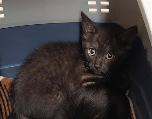 MEWGARET, Baby Domestic Short Hair (medium coat), cat for adoption in Oceanside, California
