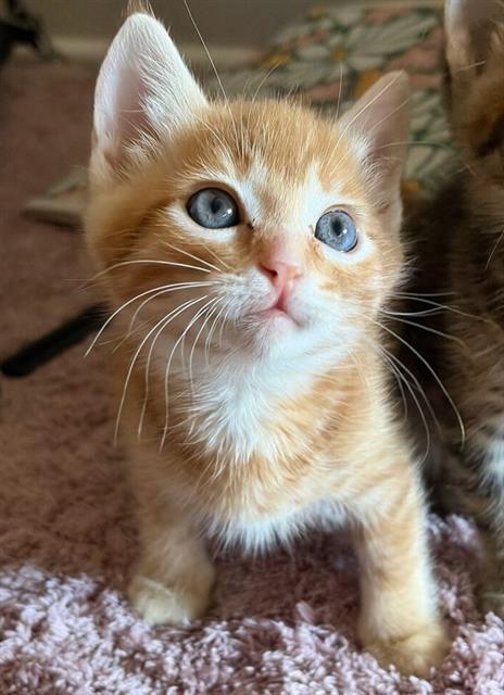 JAKE, Baby Domestic Short Hair (medium coat), cat for adoption in Oceanside, California