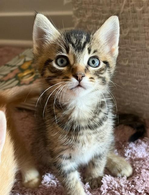FINN, Baby Domestic Short Hair (medium coat), cat for adoption in Oceanside, California