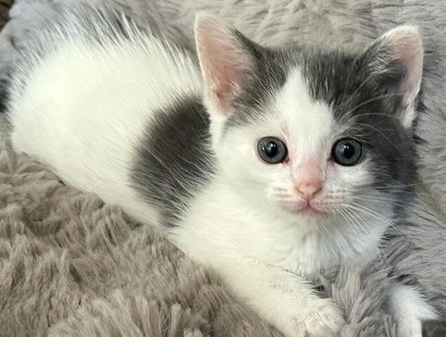 MINY, Baby Domestic Short Hair (medium coat), cat for adoption in Oceanside, California