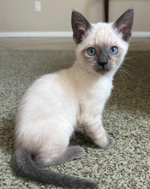 MEENY, Baby Siamese / Mixed (medium coat), cat for adoption in Oceanside, California