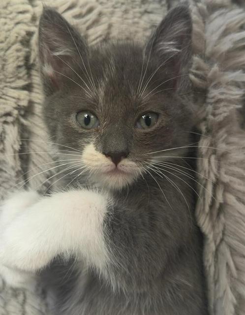MOE, Baby Domestic Short Hair (medium coat), cat for adoption in Oceanside, California