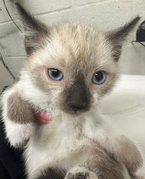 A272902, Baby Siamese (medium coat), cat for adoption in Oceanside, California