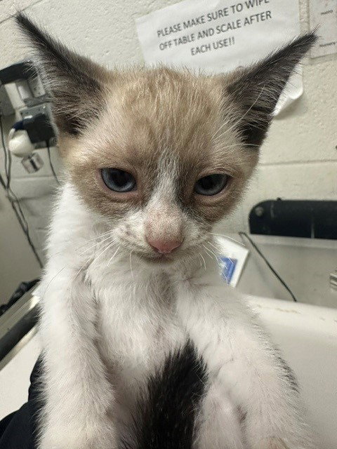 A272903, Baby Siamese (medium coat), cat for adoption in Oceanside, California