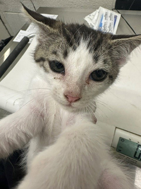 A272906, Baby Domestic Short Hair (medium coat), cat for adoption in Oceanside, California