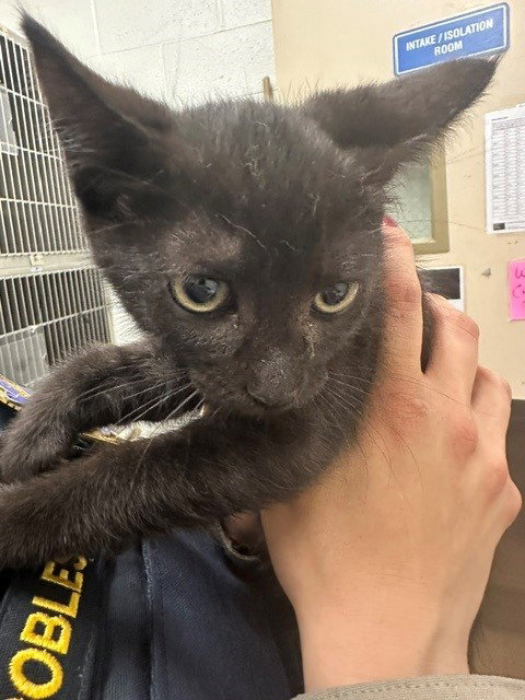 A272908, Baby Domestic Short Hair (medium coat), cat for adoption in Oceanside, California