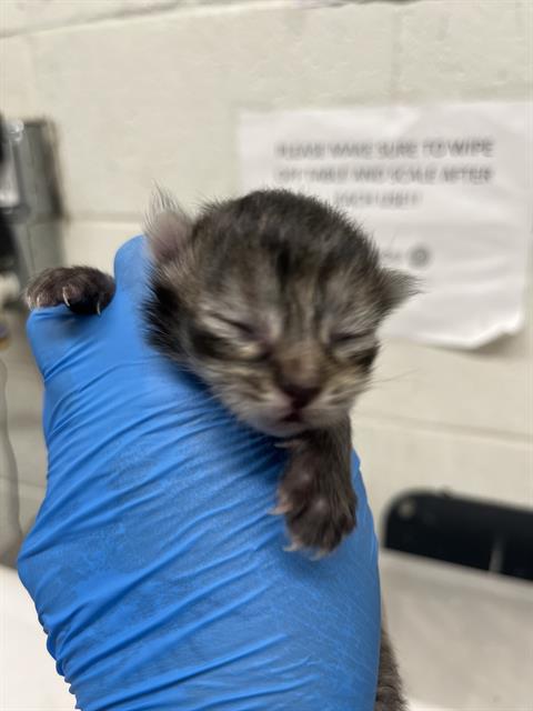 TRUFFLES, Baby Domestic Short Hair (medium coat), cat for adoption in Oceanside, California