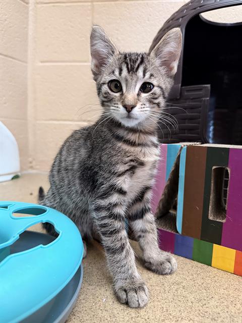 TRUFFLES, Baby Domestic Short Hair (medium coat), cat for adoption in Encinitas, California