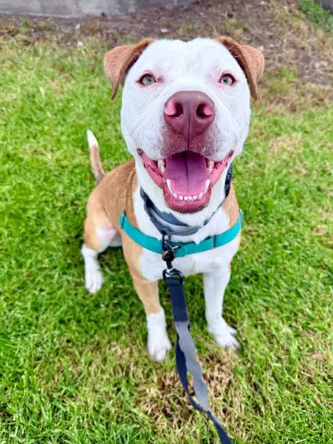 Valentino - Pit Bull Terrier