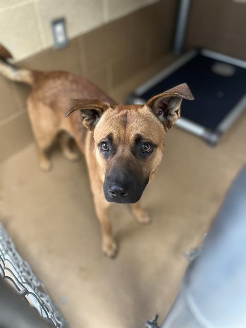 RANGER, an adoptable Black Mouth Cur in Chula Vista, CA