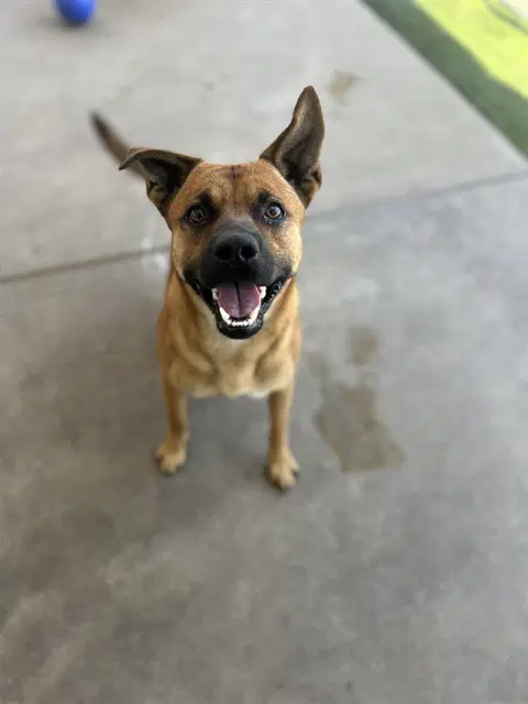 Ranger - Black Mouth Cur