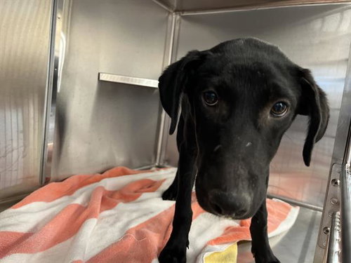 LICORICE, an adoptable Terrier in Chula Vista, CA