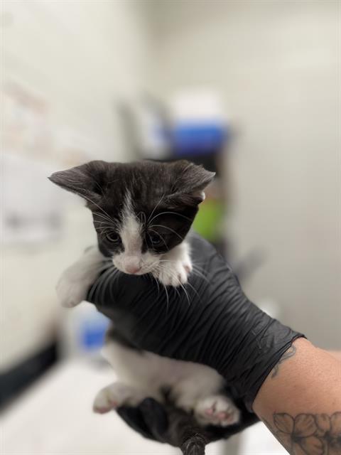 A272609, an adoptable Domestic Short Hair in Chula Vista, CA