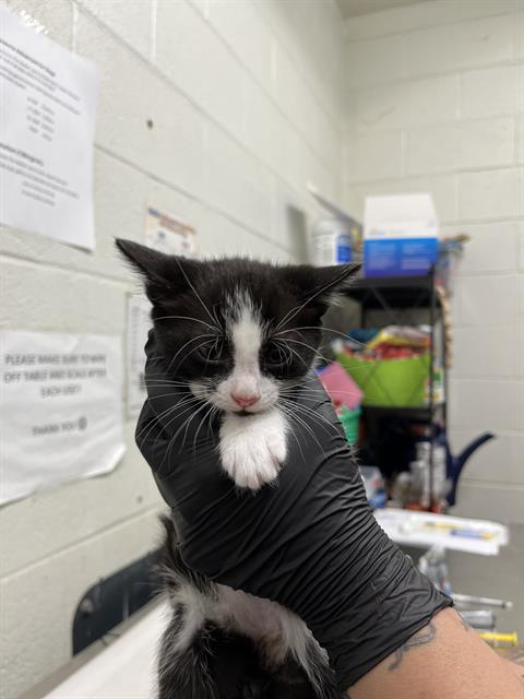 A272610, an adoptable Domestic Short Hair in Chula Vista, CA