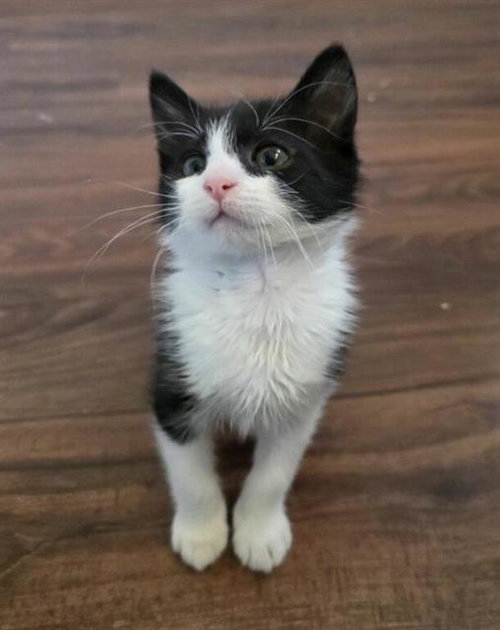 HELLEBORE, an adoptable Domestic Short Hair in Chula Vista, CA