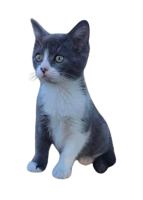 A272168, an adoptable Domestic Short Hair in Chula Vista, CA