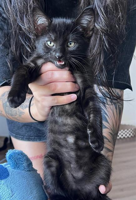 HEMATITE, an adoptable Domestic Short Hair in Chula Vista, CA