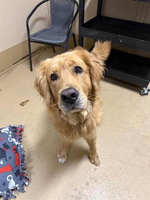 MATHEW, an adoptable Golden Retriever in Chula Vista, CA