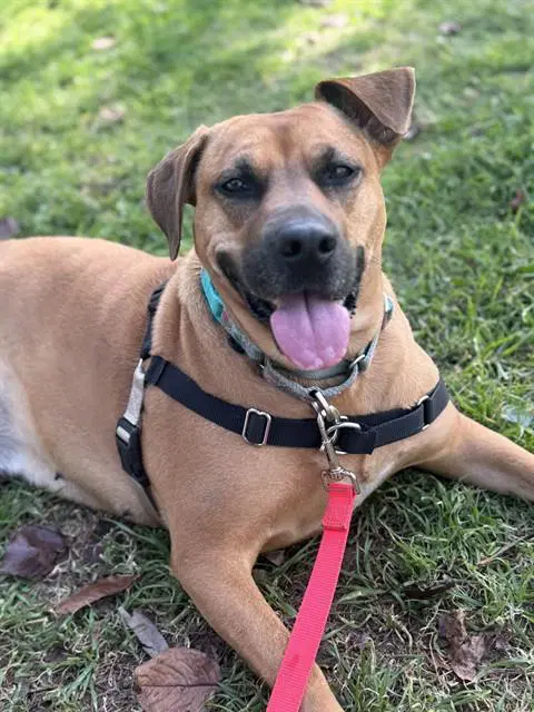 Nessy - Black Mouth Cur
