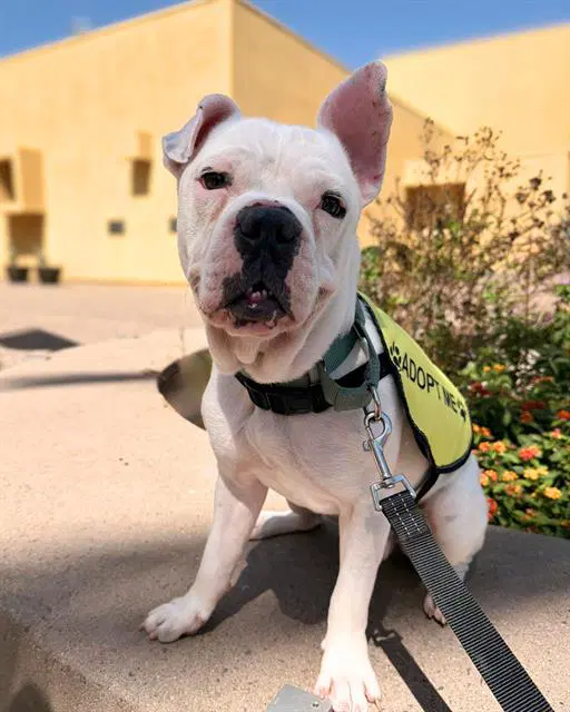 Charlie - Bulldog