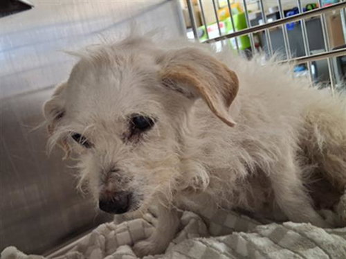 PEARL, an adoptable Maltese in Chula Vista, CA