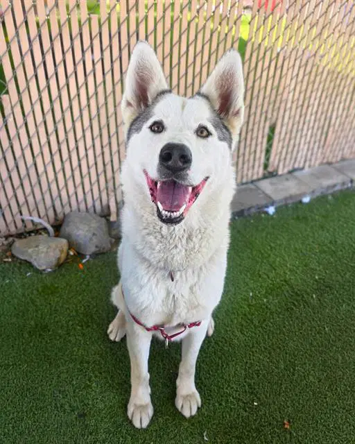 Diamond - Siberian Husky