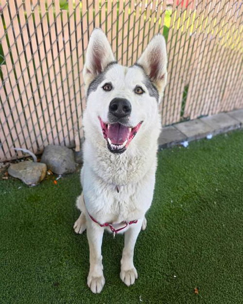 DIAMOND, a dog for adoption from Chula Vista Animal Care Facility