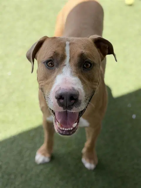 Anthony - Pit Bull Terrier