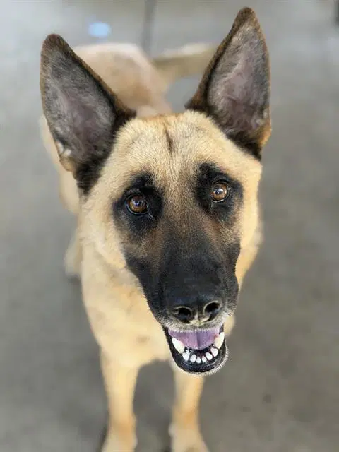 Del Taco - German Shepherd Dog